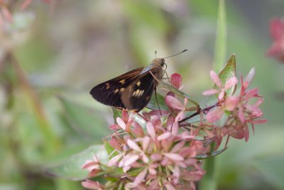 Orange Palm Dart_5811b.jpg