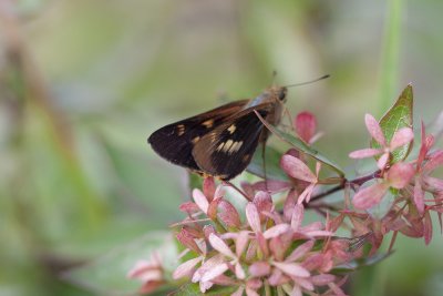 Orange Palm Dart_5818b.jpg