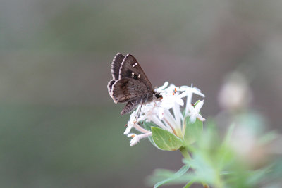 Parvula Skipper - Wheeney Creek 4868x.jpg