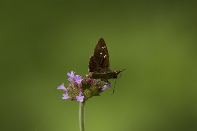 Parvula Skipper - Ingelburn 5613x.jpg