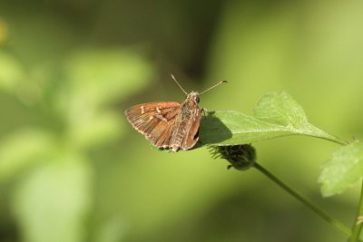 Parvula Skipper - Ingelburn 5576x.jpg