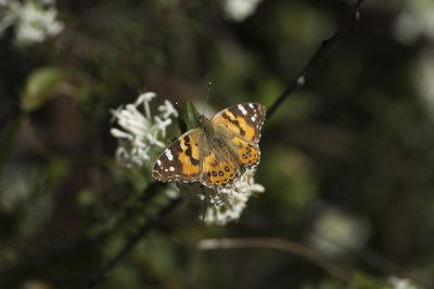 Vanessa kershawi (Australian Painted Lady)