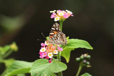 Australian Painted Lady Bald Hill Otford_4328x.jpg