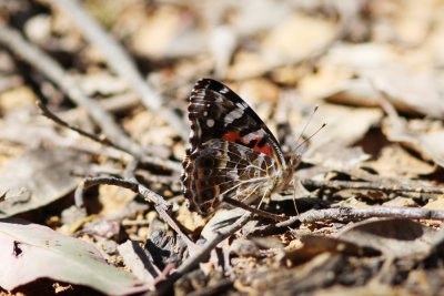 Vanessa kershawi (Australian Painted Lady)