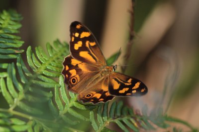 Heteronympha banksii (Bank's Brown)