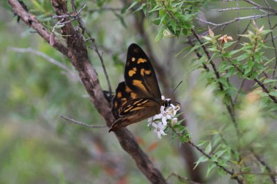 Heteronympha banksii (Bank's Brown)