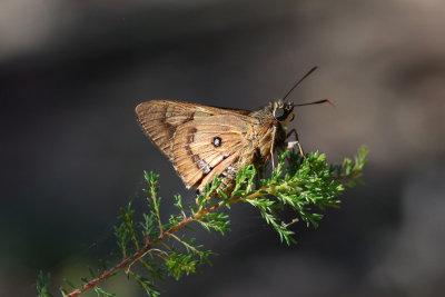 Splendid Ochre - Georges River NP_5918s.jpg