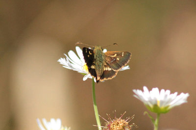 Dispar Skipper - Western Sydney 5093.jpg