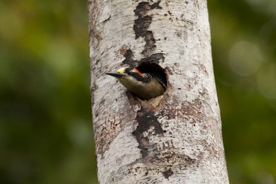 Black-cheeked Woodpecker - Near Tundalomo 2970.jpg