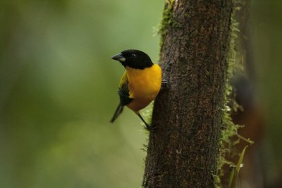 Black-chinned Mountain Tanager 2609.jpg