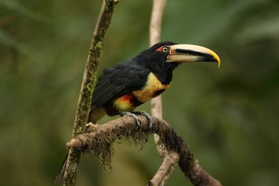 Collared Aracari - Refugio Paz de las Aves 2831b.jpg