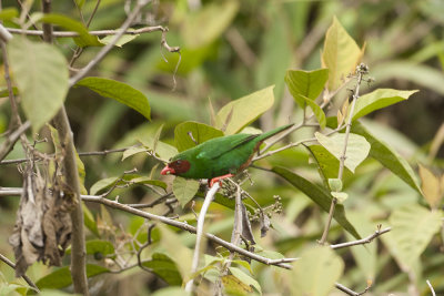Grass-green Tanager - Chical Road 3162.jpg