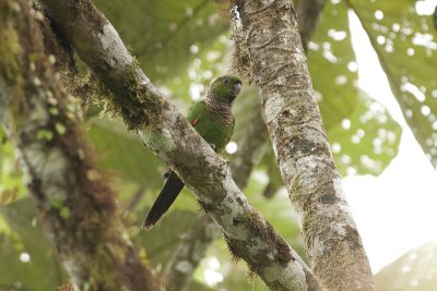 Maroon-tailed Parakeet - Refugio Paz de las Aves 2811.jpg