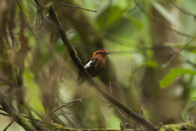 Red-capped Manakin - Milpe Sanctuary 2225.jpg