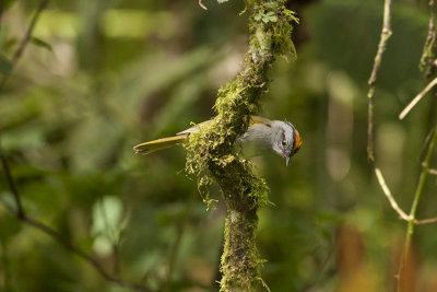 Russet-crowned Warbler - Guango Lodge 3302.jpg