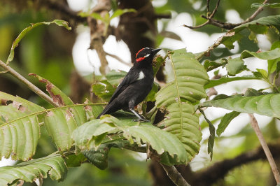 Scarlet-browed Tanager - Alto Tambo 3140.jpg