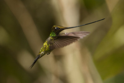 Sword-billed Hummingbird - Upper Tandayapa Valley 1872.jpg