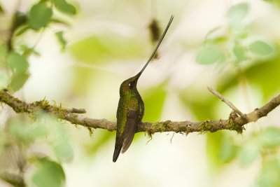 Sword-billed Hummingbird - Upper Tandayapa Valley 1874.jpg