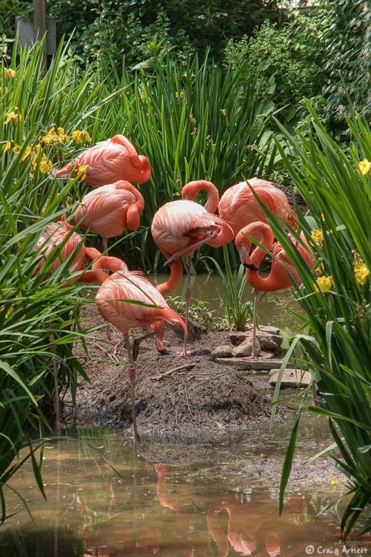 Flamingos - Philedelphia Zoo