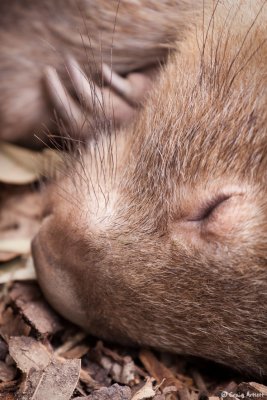 Another Sleeping Wombat