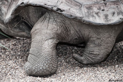 Rear End of a Tortoise