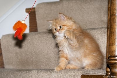Toby - 10 weeks