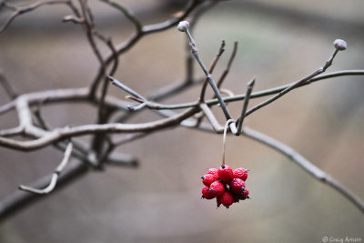 Dogwood Tree