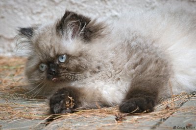 Nigel - 3 months