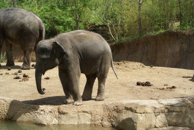 Zoo 2011