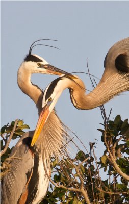 Great Blue Heron Couple