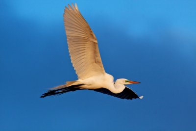 Great White Egret in Flight