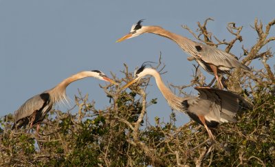 Great Blue Heron Group