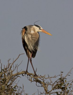 Great Blue Heron 2