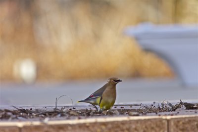 IMG_9127.jpg