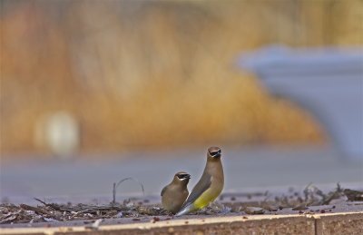 IMG_9129.jpg