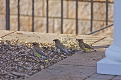 IMG_8907.jpg