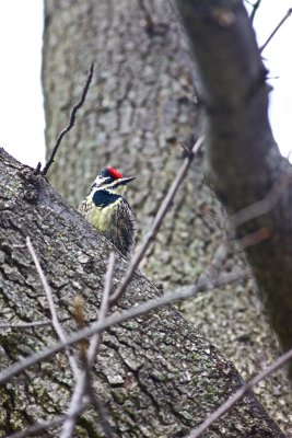IMG_3045.jpg