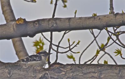 IMG_4489.jpg