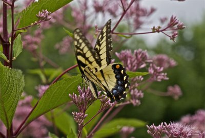 IMG_0556.jpg