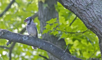 IMG_1825.jpg