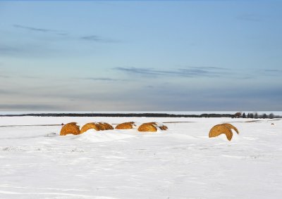 Bales in Snow