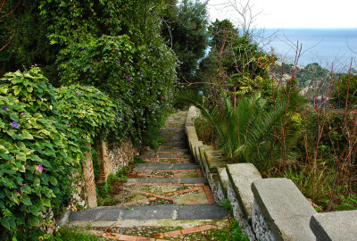 Stairway and shrubs