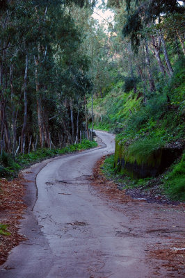 Una selva oscura...