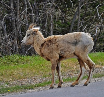 Bighorn Sheep female