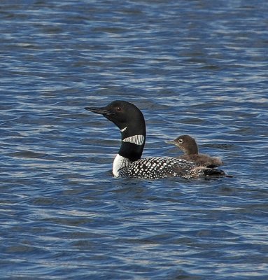 Loon mom and baby