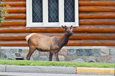 Elk female in town