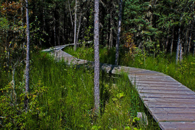 Boardwalk in the woods