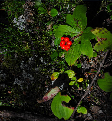 Bright berries in the woods
