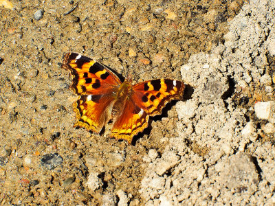 Compton Tortoiseshell