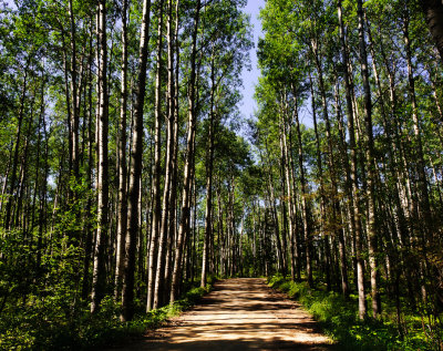 Trail through woods